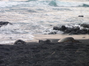 Big Island Hawaii- Black Sand Beach
