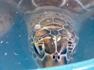 Bora Bora- Sea Turtle Sanctuary- Le Meridian
