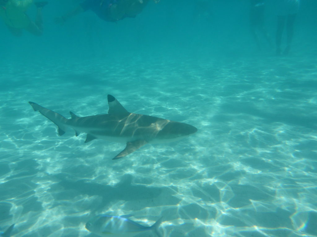Moorea-Swimming with Sharks 2