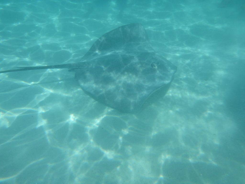 Moorea- Swimming with Stingrays