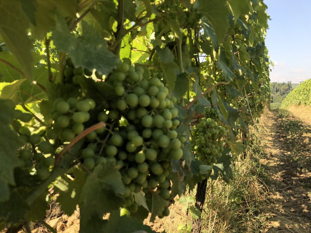 Tuscan Vineyard- Italy